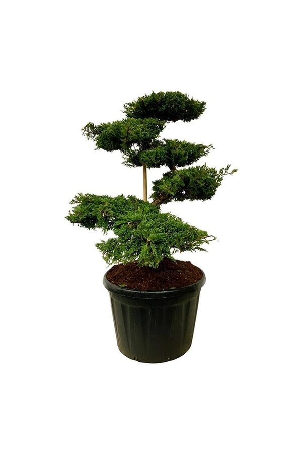 Zypresse Juniperus Blue Carpet