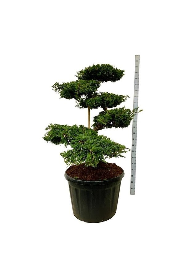 Zypresse Juniperus Blue Carpet