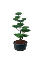 Ilex crenata Blondie