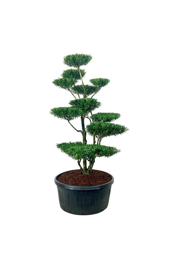 Ilex crenata Blondie