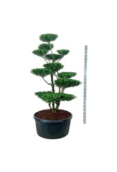 Ilex crenata Blondie