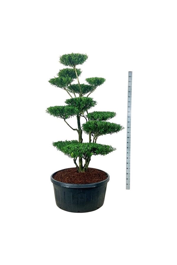Ilex crenata Blondie