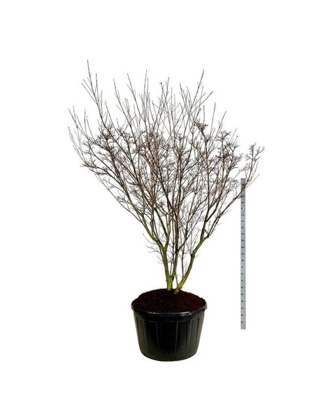 Cornus