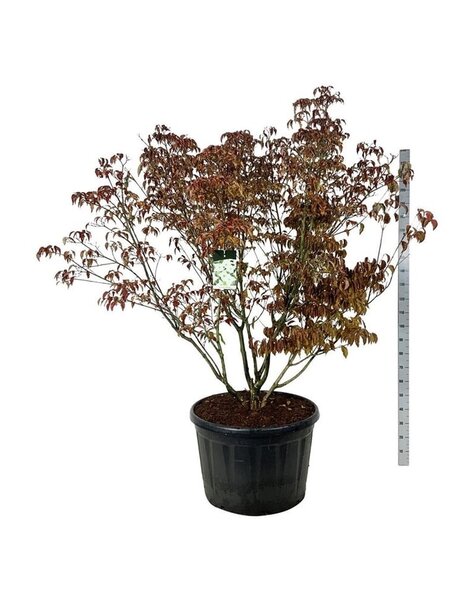 Cornus