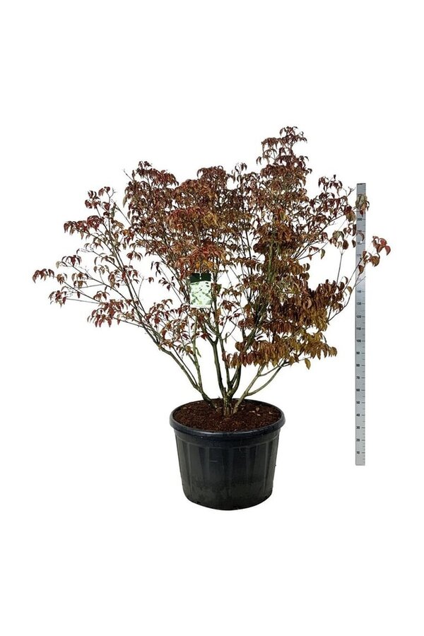 Hartriegel Cornus kousa Milky Way