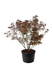 Hartriegel Cornus kousa Milky Way
