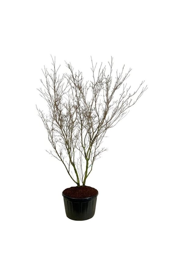Hartriegel Cornus kousa China Girl