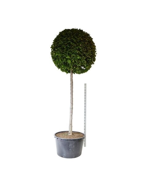 Carpinus