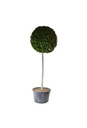 Birke Carpinus betulus