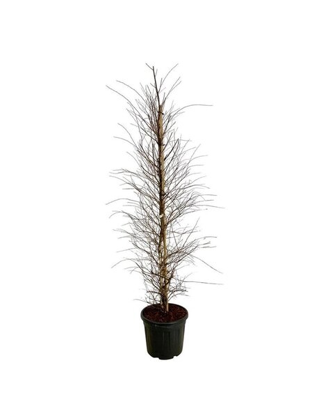 Betula