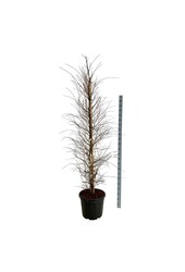 Birke Betula nigra Shiloh Splash