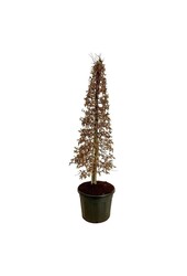 Birke Carpinus betulus