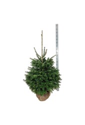 Weißtanne Abies nordmanniana