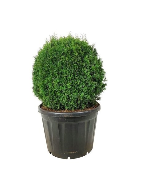 Thuja