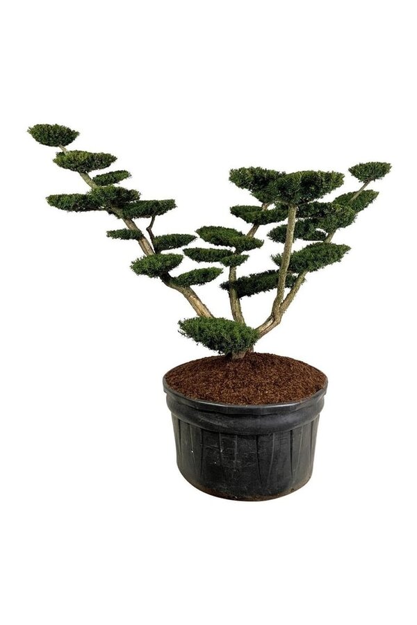 Kiefer Taxus media Densiformis