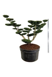 Kiefer Taxus media Densiformis