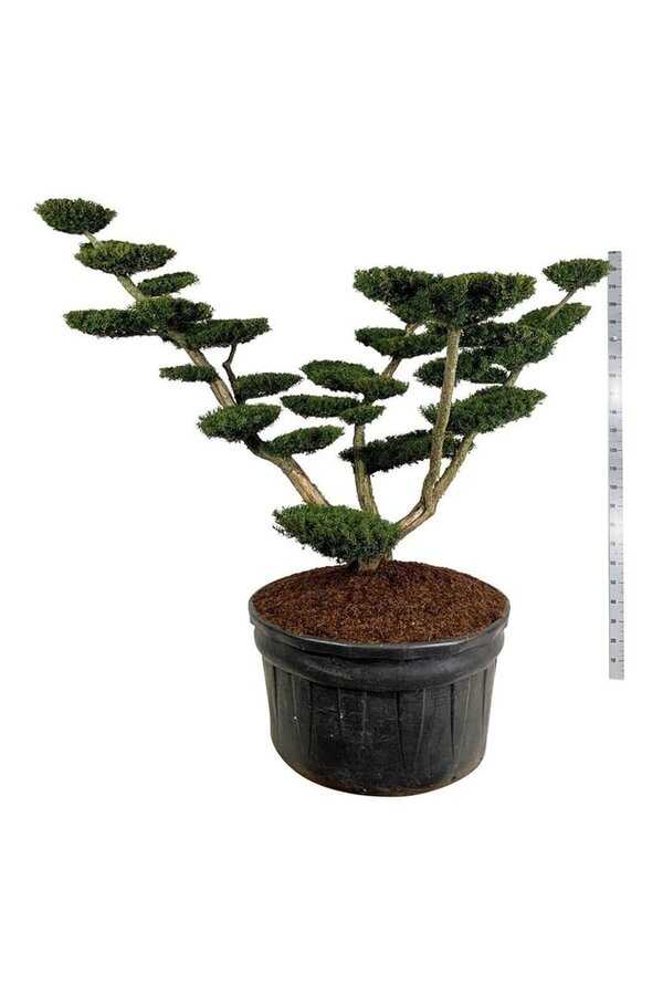Kiefer Taxus media Densiformis