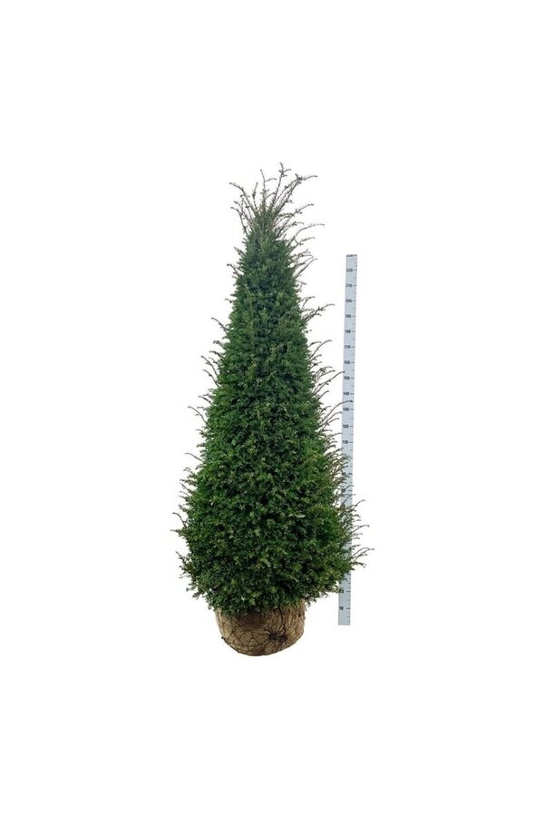 Kiefer Taxus baccata