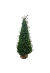 Kiefer Taxus baccata