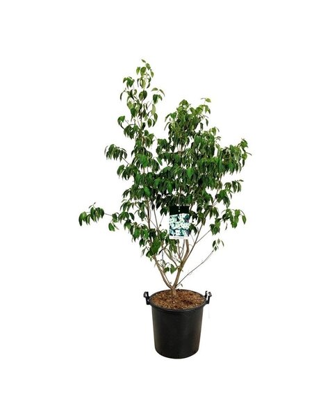 Cornus
