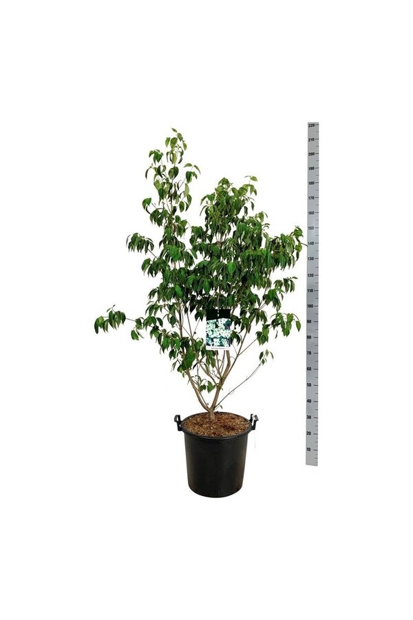 Hartriegel Cornus kousa China Girl