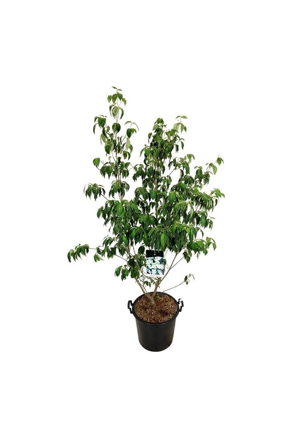 Hartriegel Cornus kousa China Girl