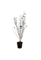 Hartriegel Cornus kousa China Girl
