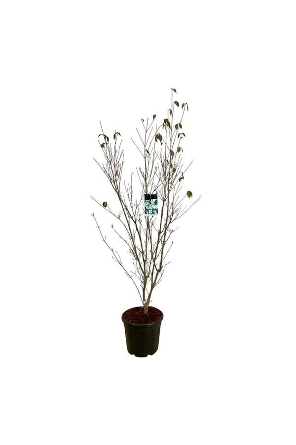 Hartriegel Cornus kousa China Girl