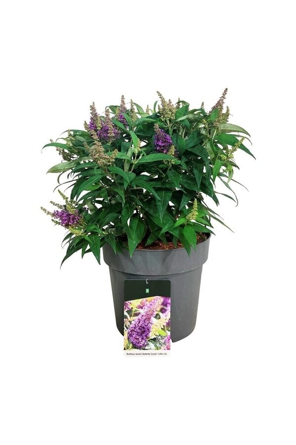 Schmetterlingsflieder Buddleja B. Candy Little Lilac