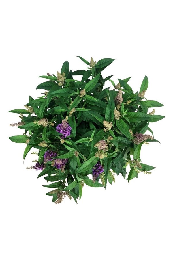 Schmetterlingsflieder Buddleja B. Candy Little Lilac