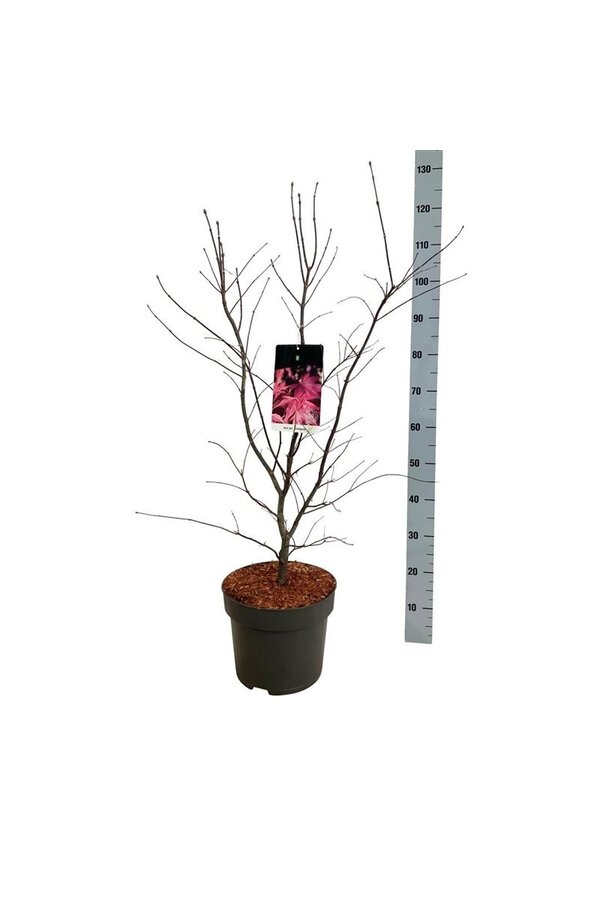 Ahorn Acer Bloodgood