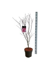 Ahorn Acer Atropurpureum