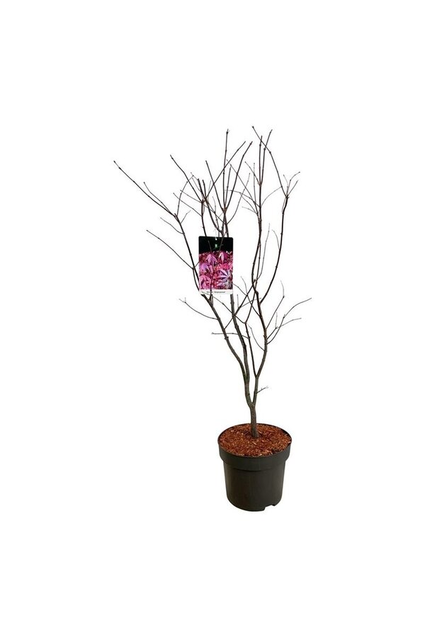 Ahorn Acer Atropurpureum