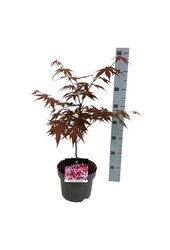Ahorn Acer Atropurpureum