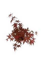 Ahorn Acer Atropurpureum