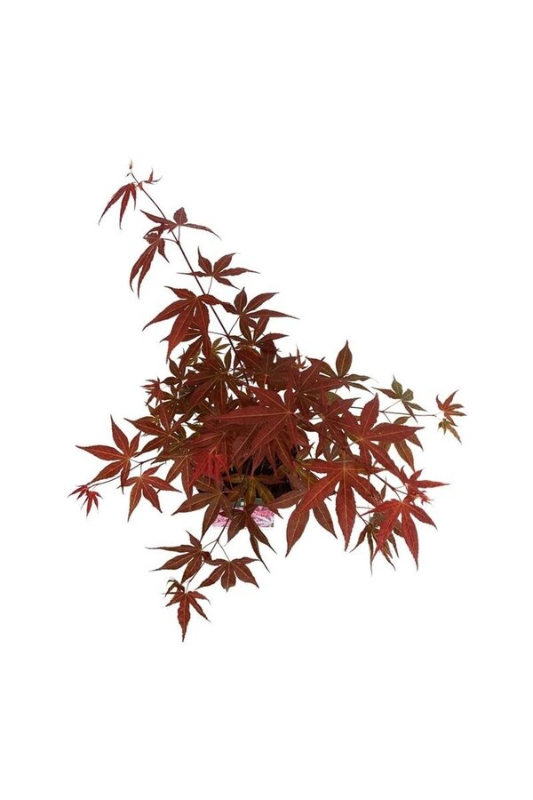 Ahorn Acer Atropurpureum