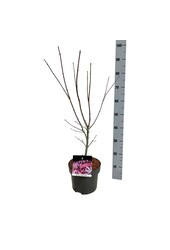 Ahorn Acer Atropurpureum