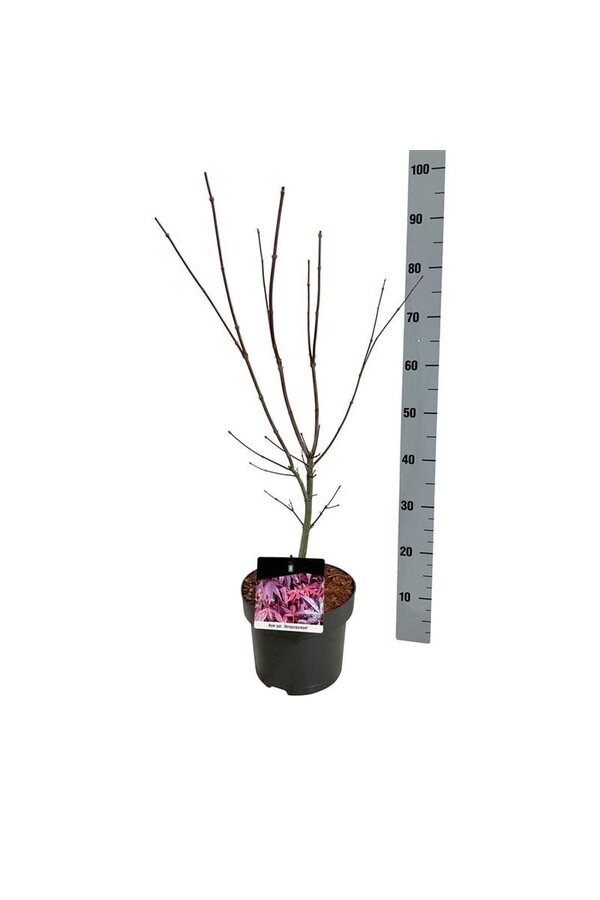 Ahorn Acer Atropurpureum