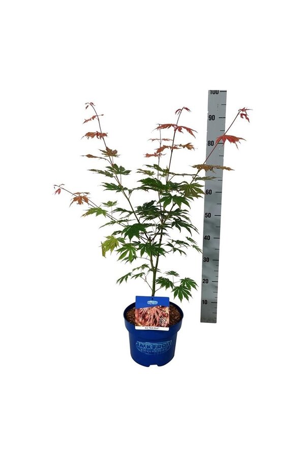 Ahorn Acer North Wind ®
