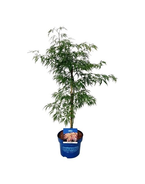 Acer