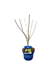 Ahorn Acer Arctic Jade ®