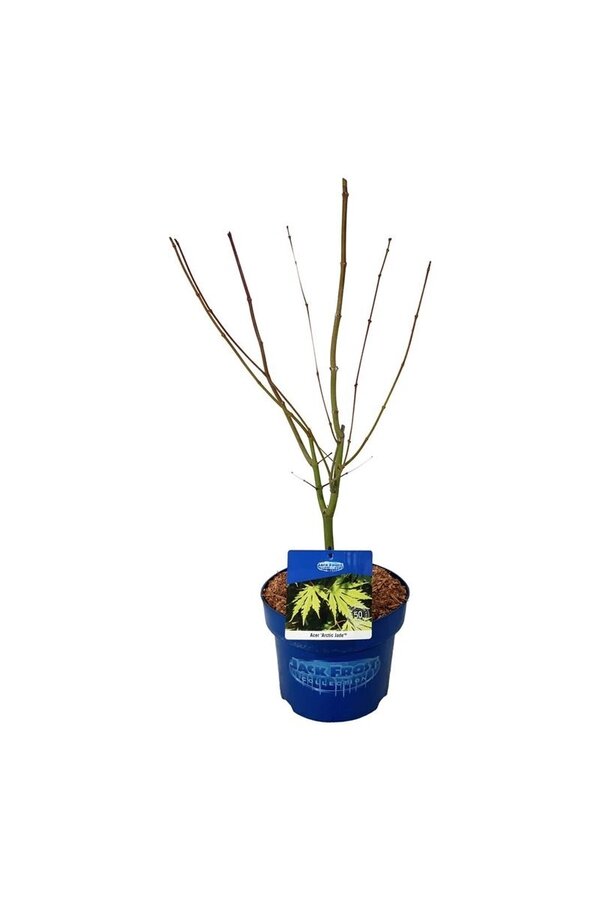 Ahorn Acer Arctic Jade ®