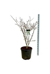 Hartriegel Cornus kousa Teutonia