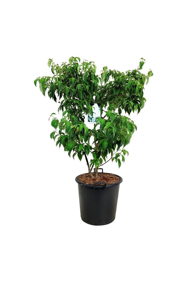Hartriegel Cornus kousa China Girl