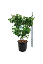 Hartriegel Cornus kousa China Girl