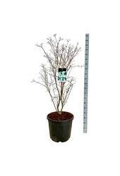 Hartriegel Cornus kousa China Girl
