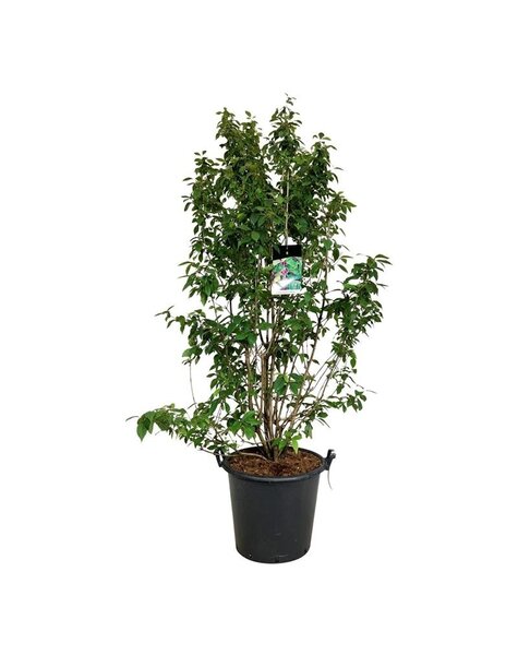 Callicarpa