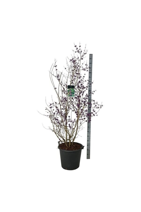 Reinfrucht Callicarpa bodinieri Profusion