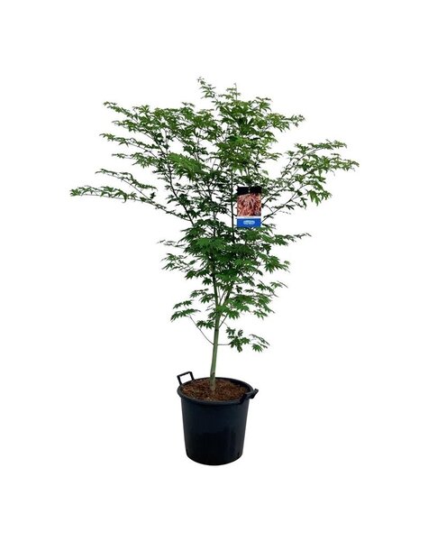 Acer