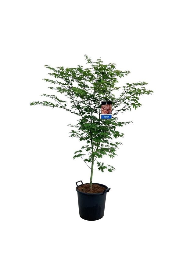 Ahorn Acer North Wind ®
